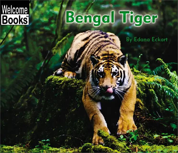 Bengal Tiger