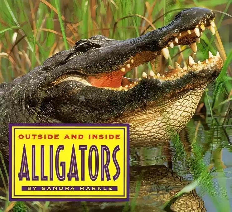 Outside And Inside Alligators