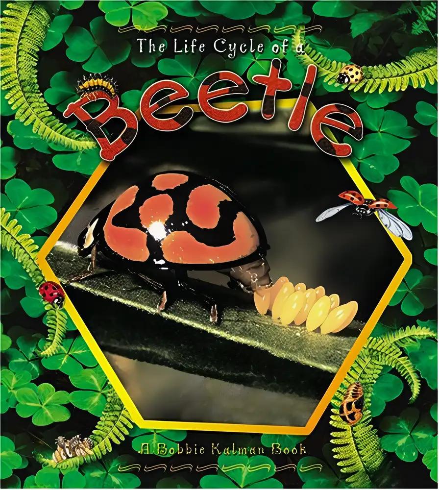 The Life Cycle of a Beetle (The Life Cycle, 13)