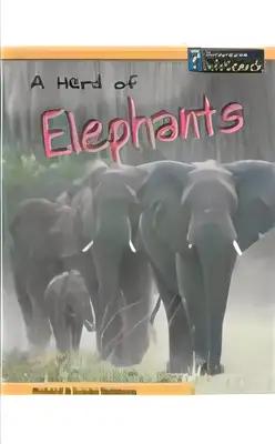 A Herd of Elephants (Animal Groups)