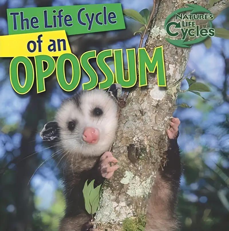 The Life Cycle of an Opossum (Nature's Life Cycles)