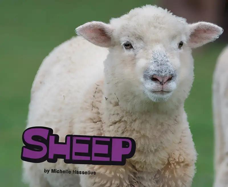 Sheep