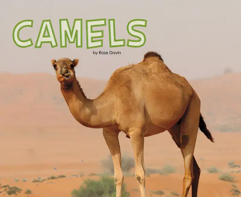 Camels