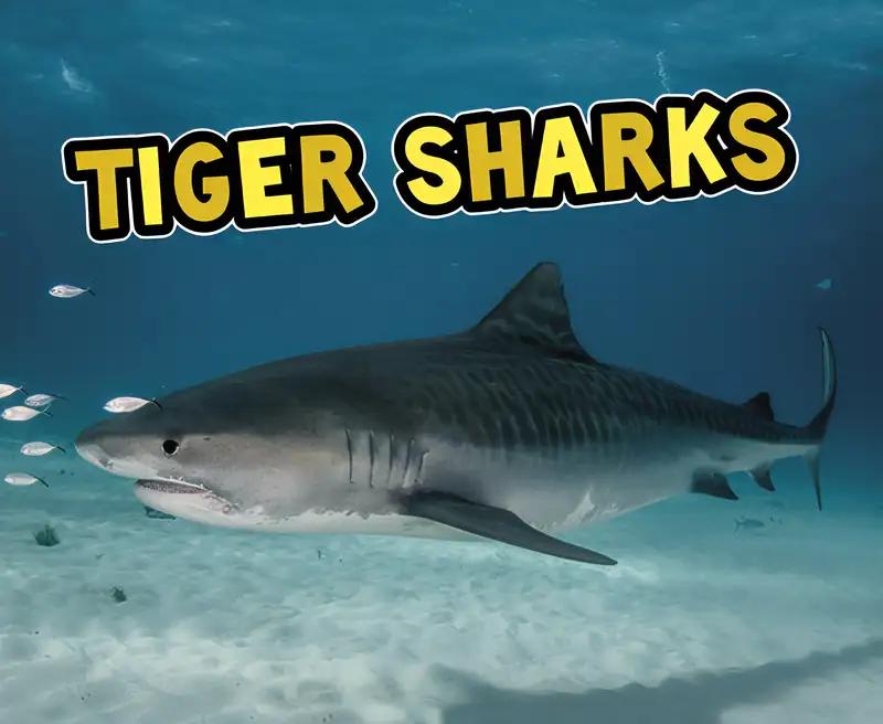 Tiger Sharks