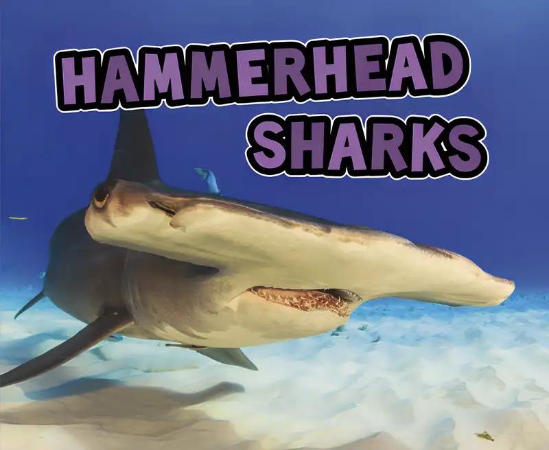 Hammerhead Sharks