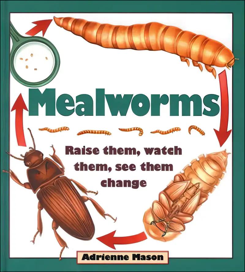 Mealworms: Raise them, watch them, see them change