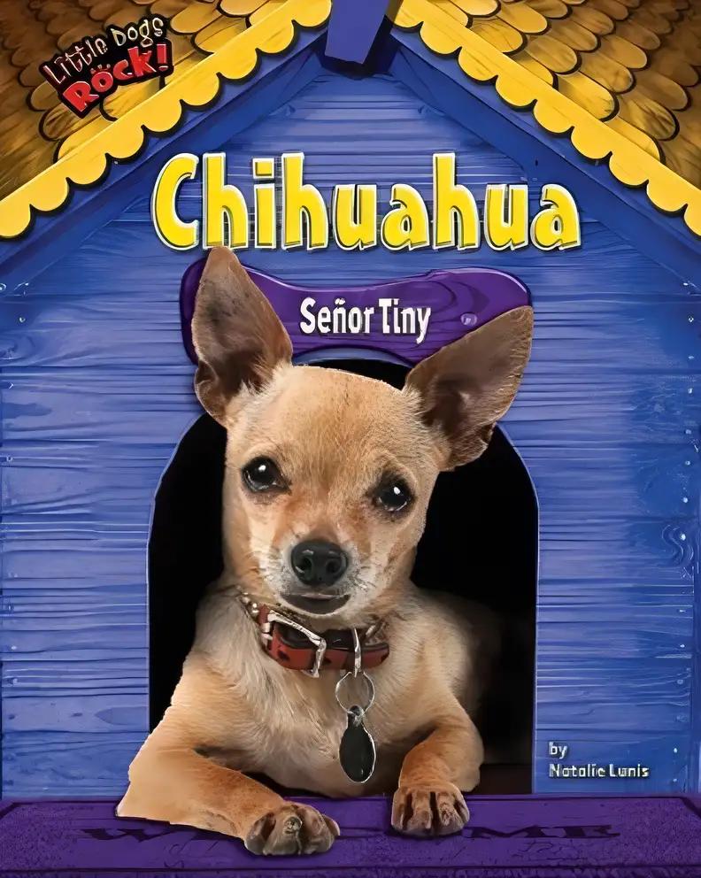 Chihuahua: Senor Tiny (Little Dogs Rock!)