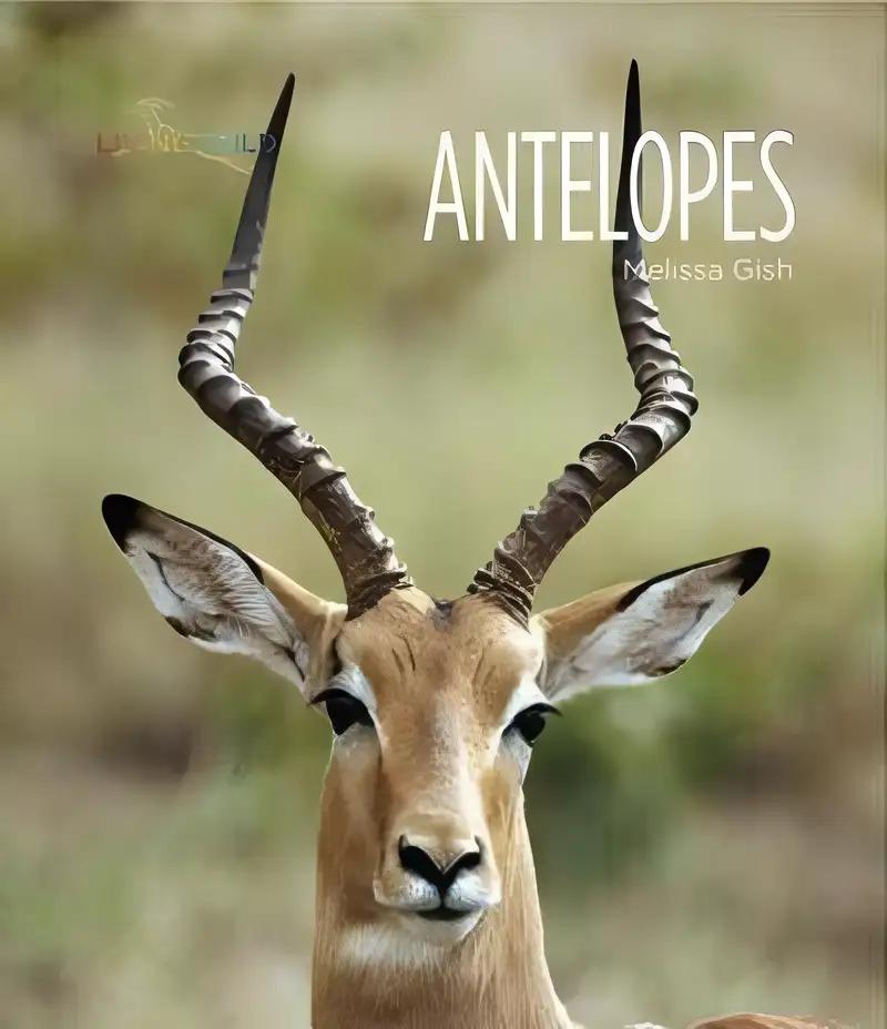 Antelopes