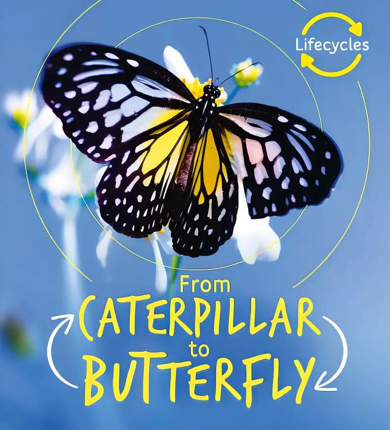 Lifecycles Caterpillar To Butterfly