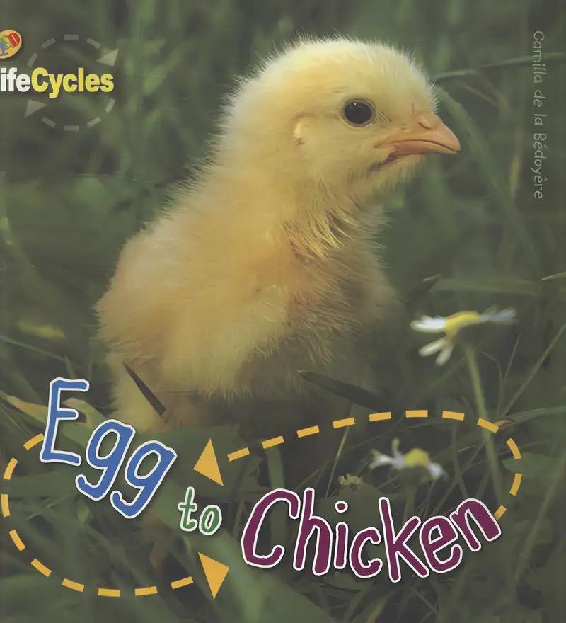 Lifecycles: Egg to Chicken