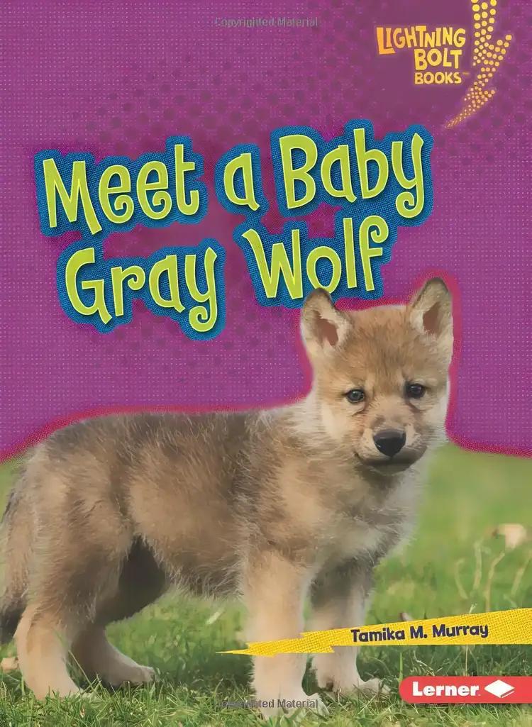 Meet a Baby Gray Wolf